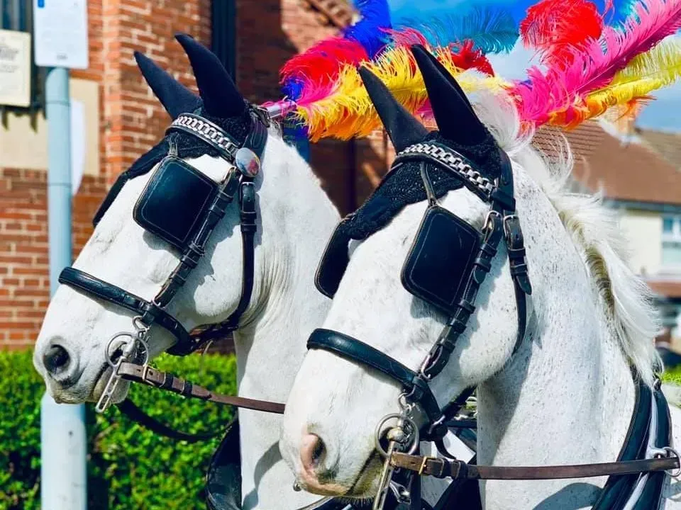 Two horses with feathers on their heads are standing next to each other