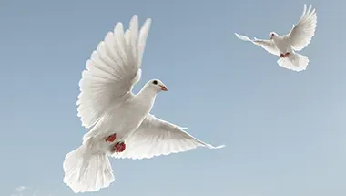 Two white pigeons are flying in a blue sky.