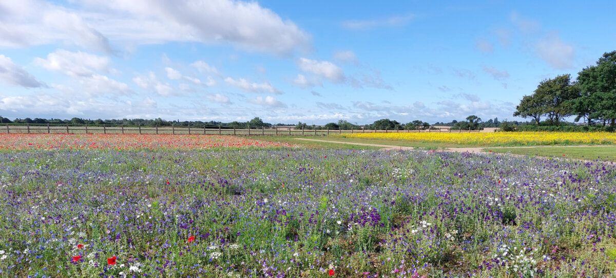 A field of flowers with a blue sky in the background