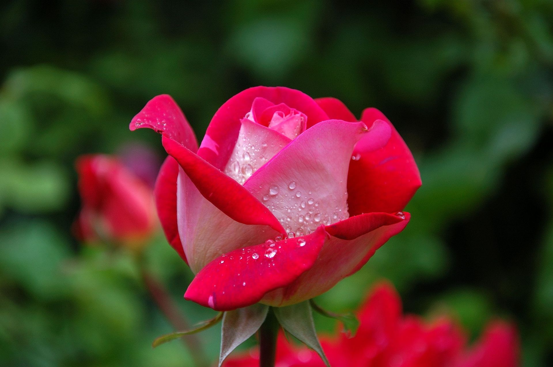 A close up of a red rose with water drops on the petals