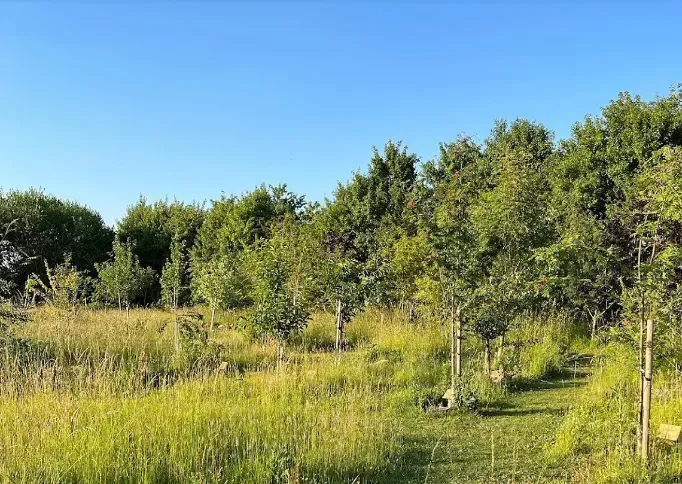 A field of tall grass and trees with a blue sky in the background.