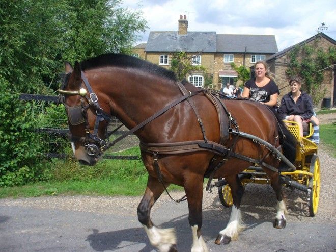 A brown horse pulling a yellow carriage with two people in it