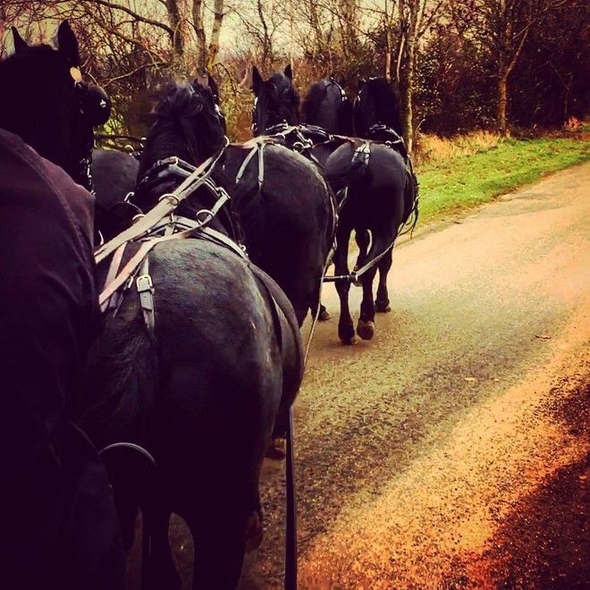 A group of black horses pulling a carriage down a road