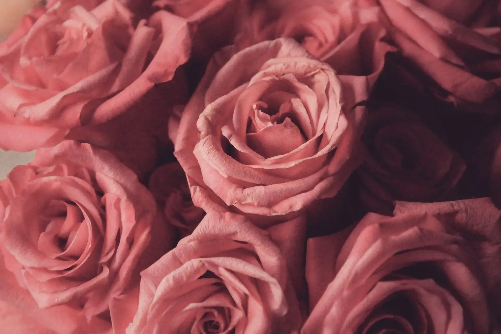 A close up of a bunch of pink roses