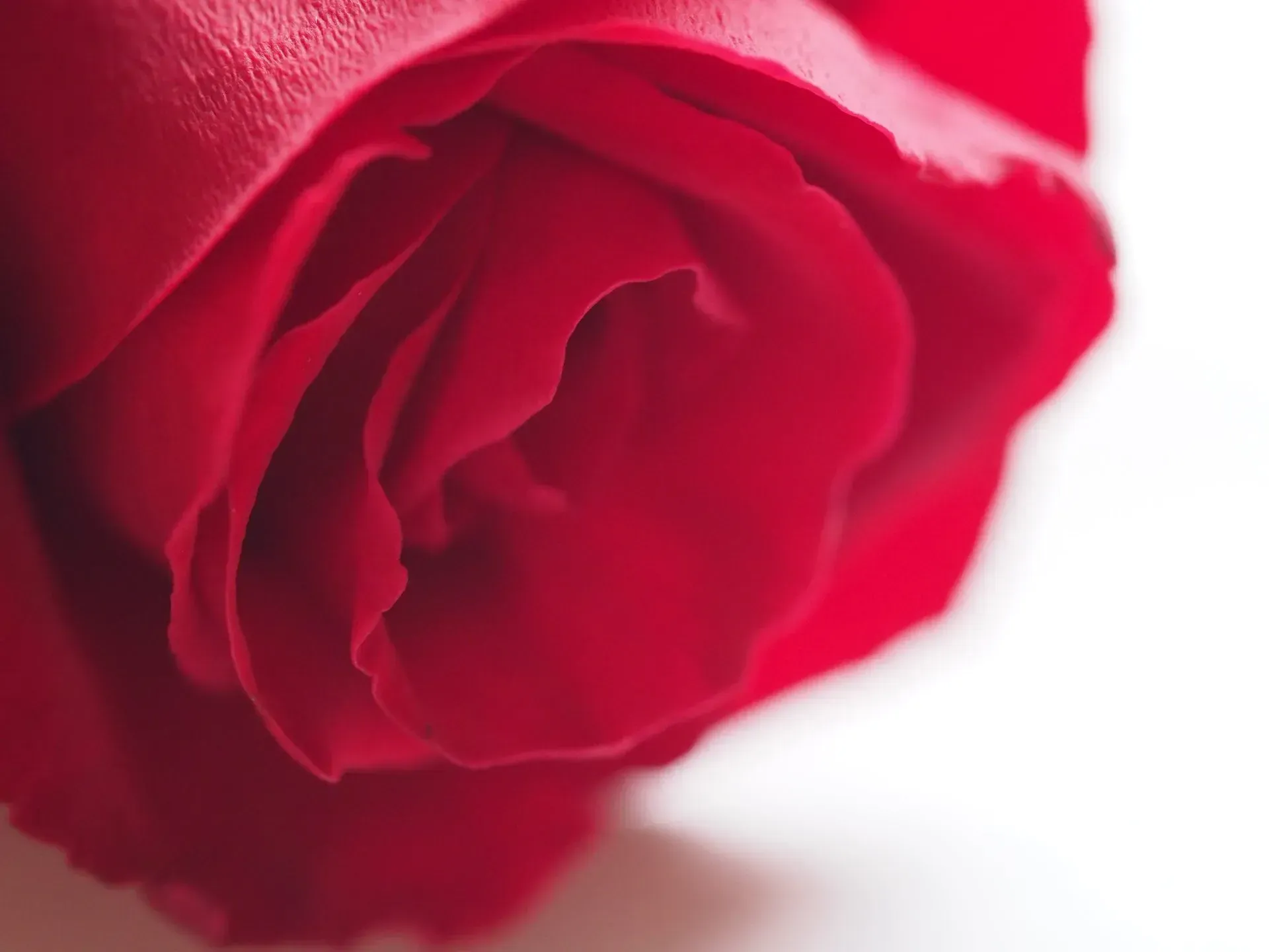 A close up of a red rose on a white background