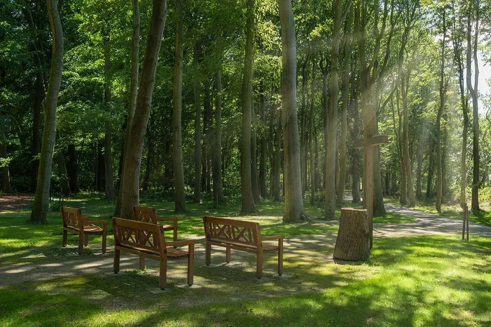 A row of wooden benches in a park with the sun shining through the trees