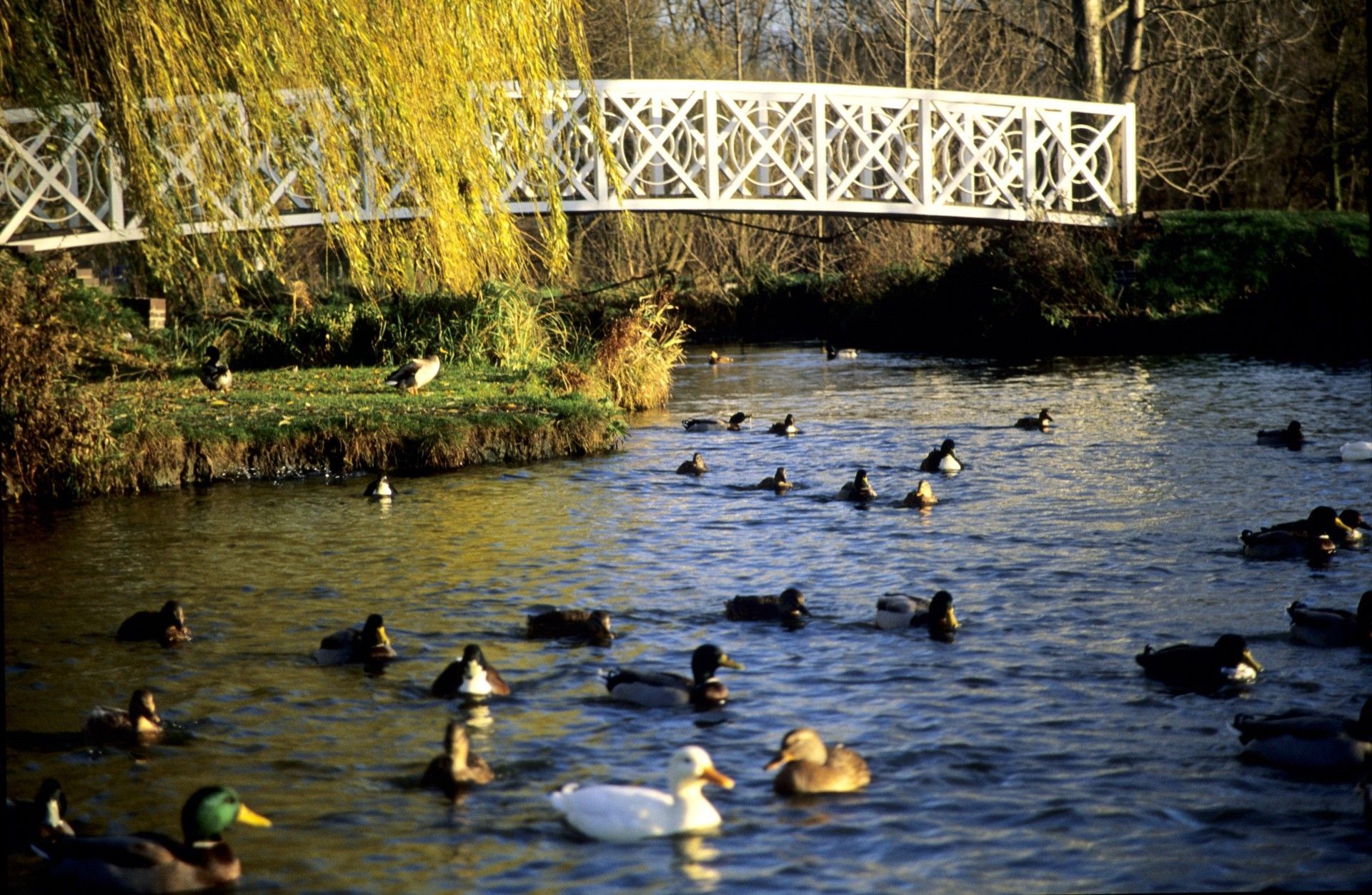 A bridge over a body of water surrounded by trees