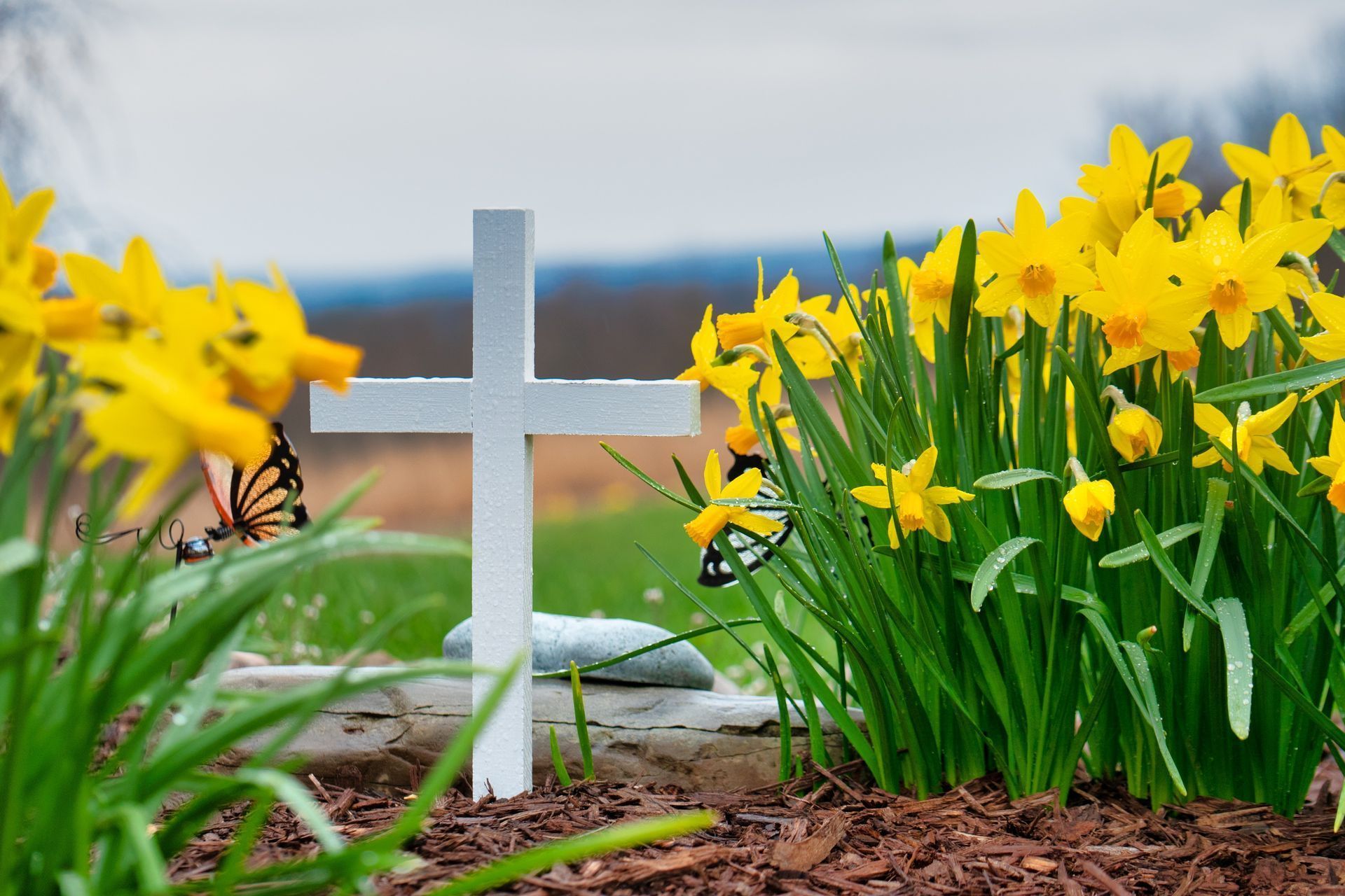 A white cross is in the middle of a field of yellow flowers