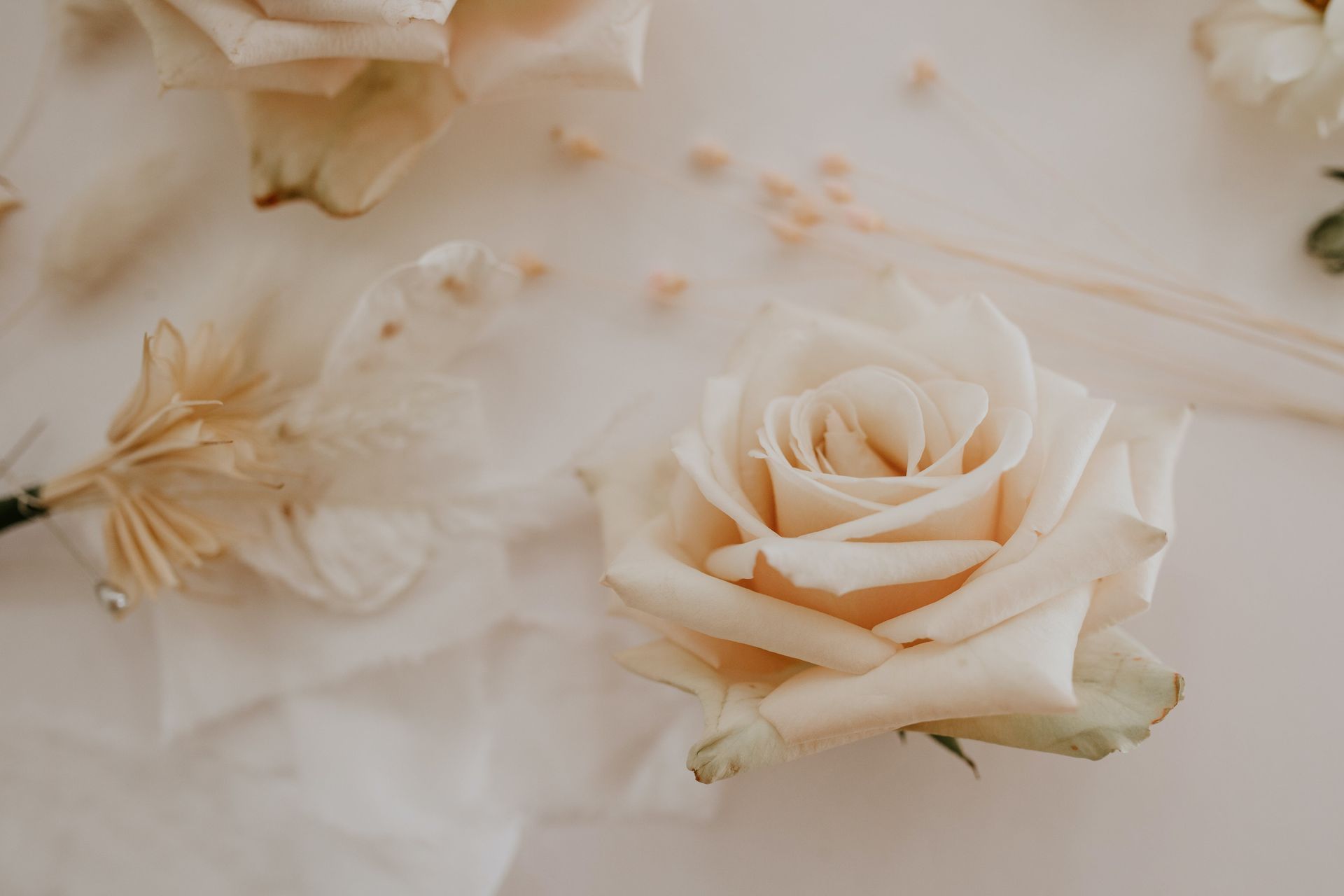 A close up of a white rose on a white surface.