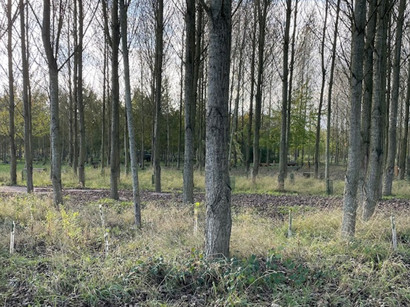 A row of trees in a forest with a yellow flower in the middle.