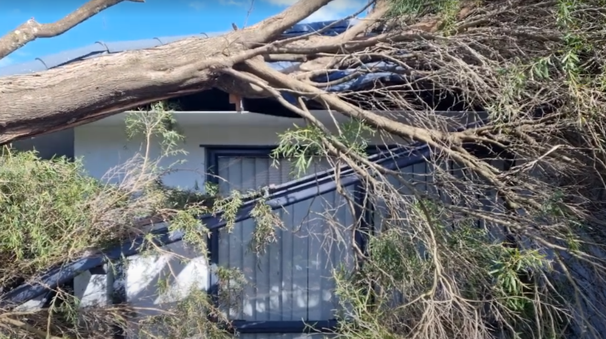tree falling on house
