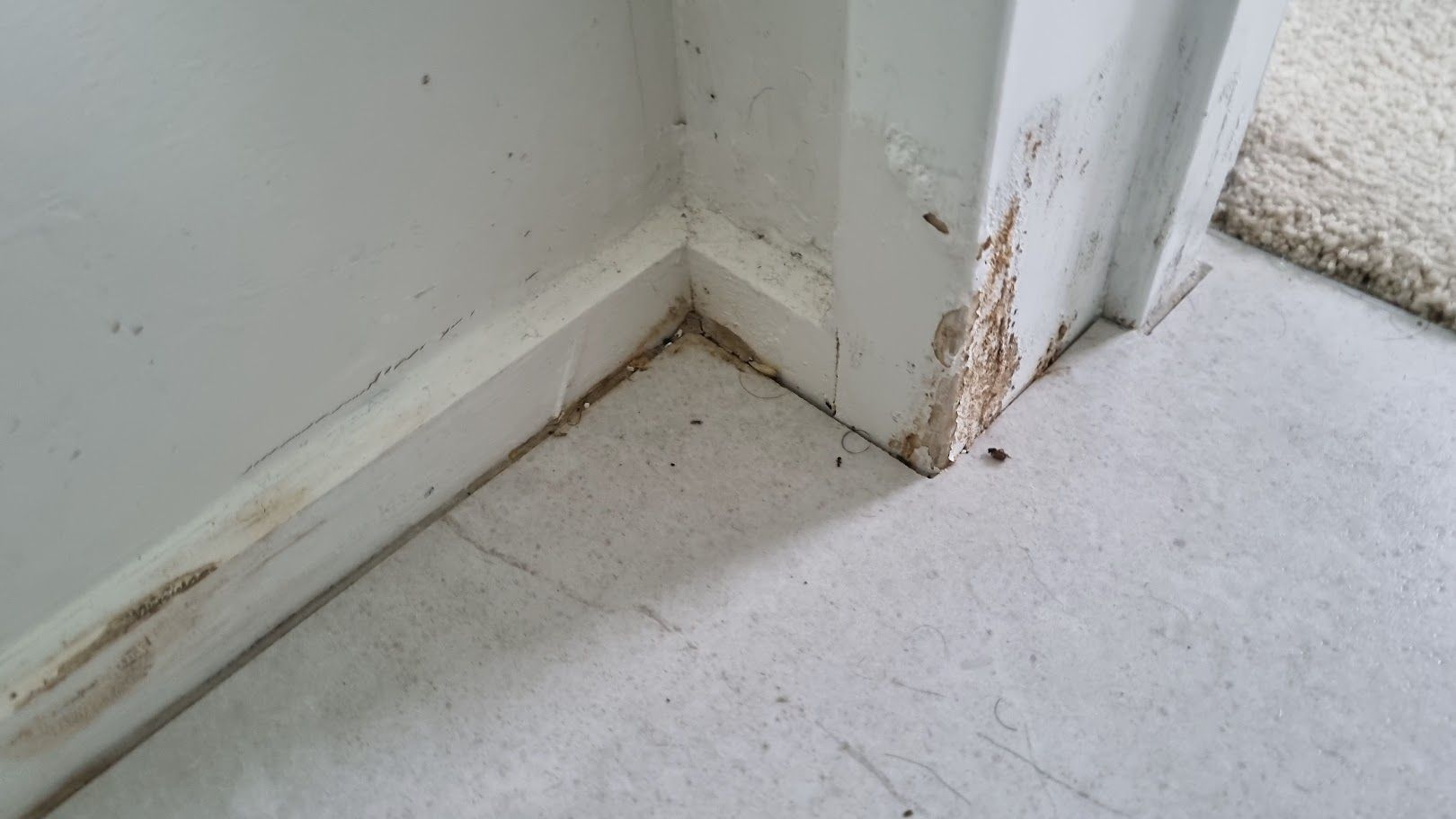 mould growth