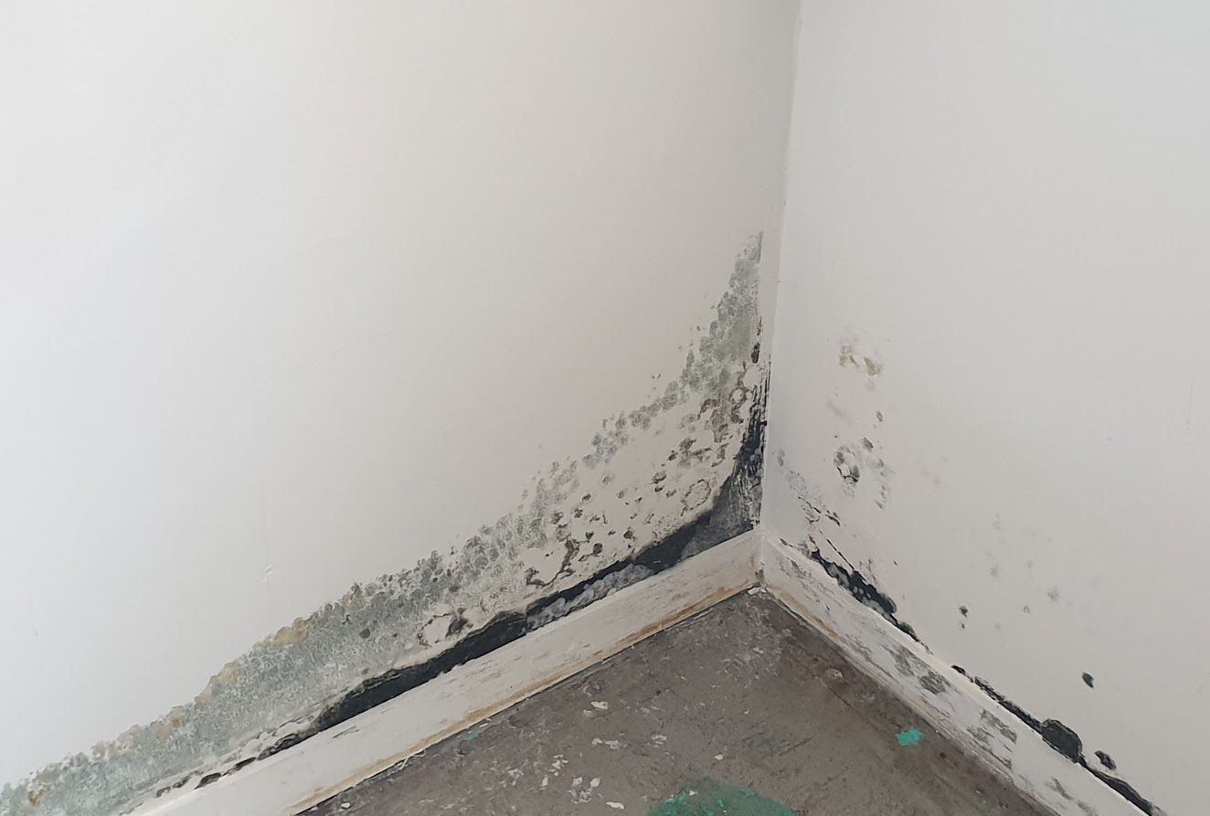 New Zealand Guide to Managing and Eradicating Mold in Your Home