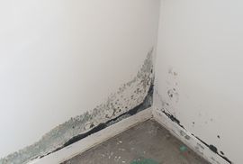 New Zealand Guide to Managing and Eradicating Mold in Your Home