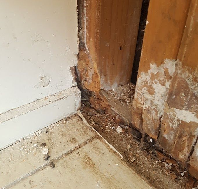 mould growth