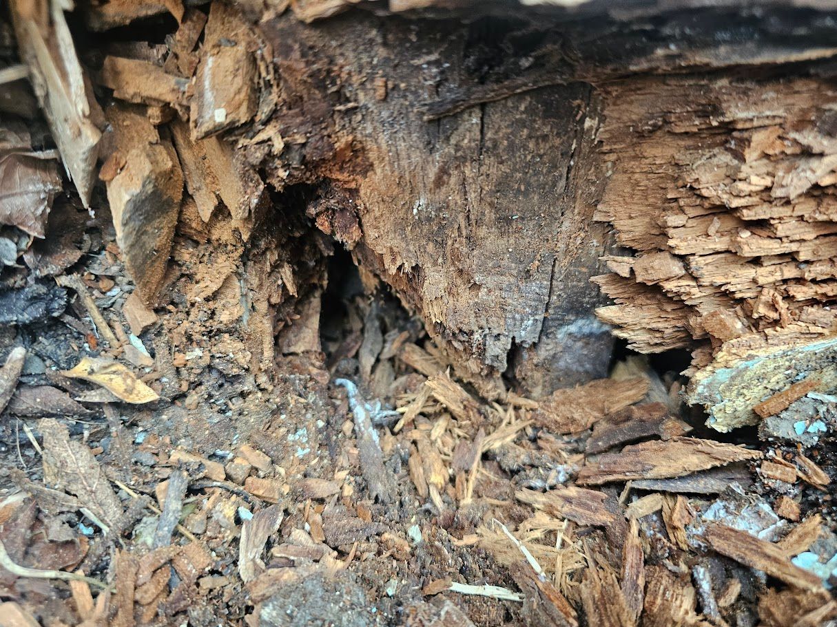 Timber Rot in New Zealand Homes