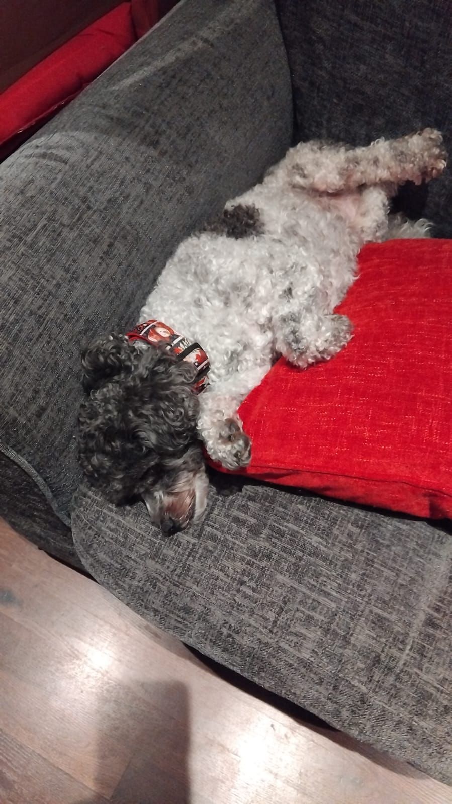 Dog sleeping upside down on a red pillow on a gray couch.
