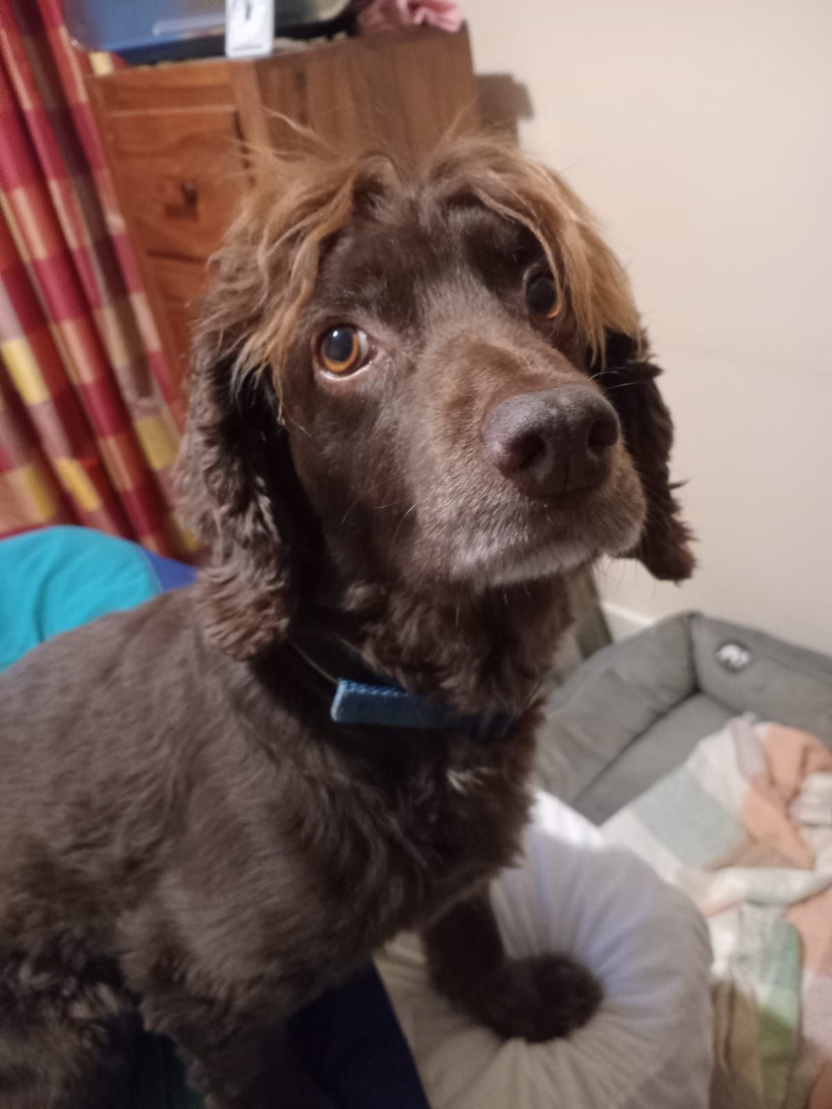 Brown dog with curly hair, wearing a blue collar, gazing upwards with a curious expression.