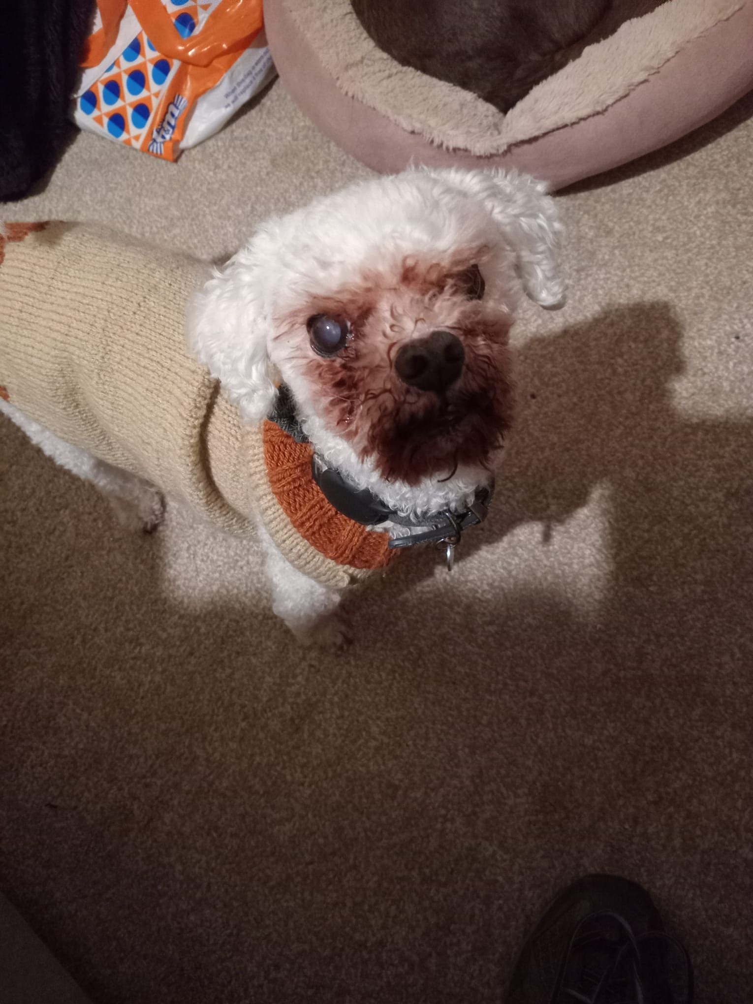 White dog with blood around its face, wearing a tan sweater, looking upwards.
