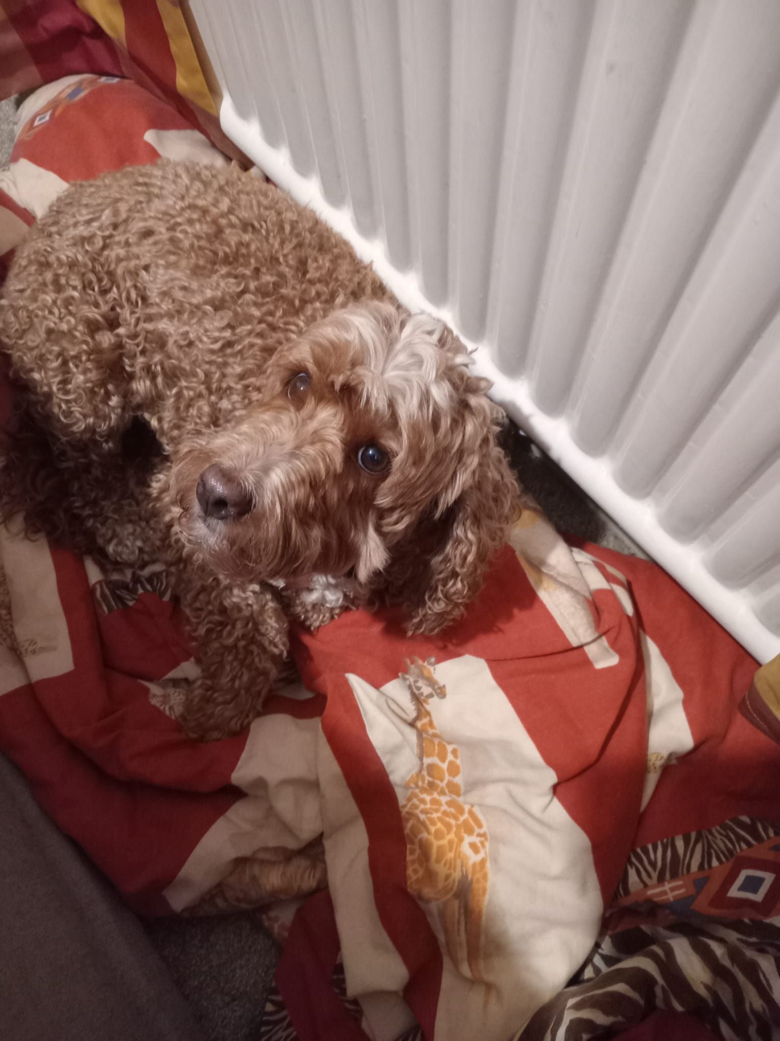 Brown, curly-haired dog lies on red patterned blanket next to a white radiator, gazing upwards.