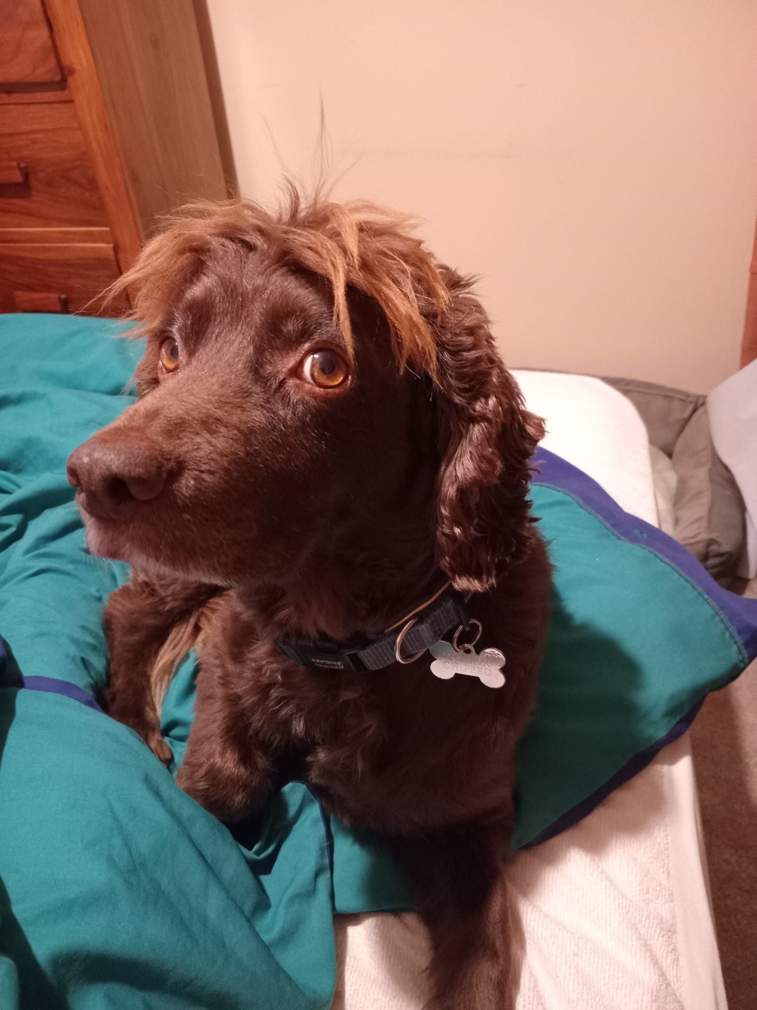 Brown dog with shaggy fur, collar, and surprised expression, lying on a bed with blue and green bedding.