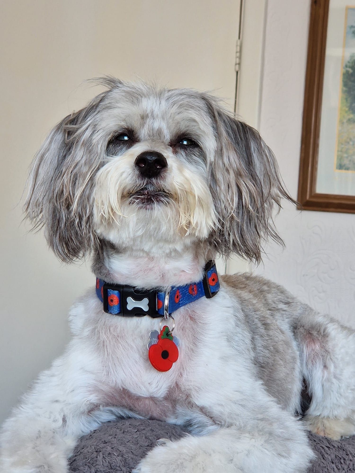 Dog with grey and white fur wearing a blue collar with a poppy pendant.