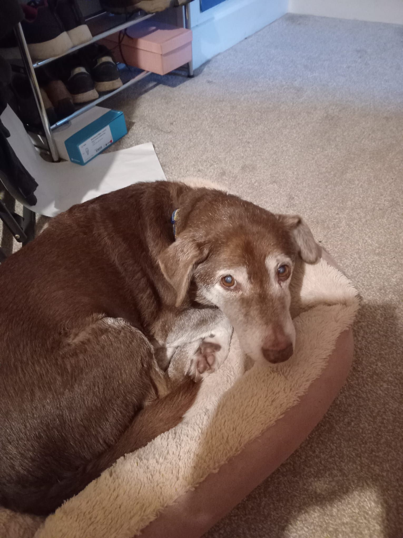 Brown dog with graying muzzle resting in a beige dog bed, looking at the camera.