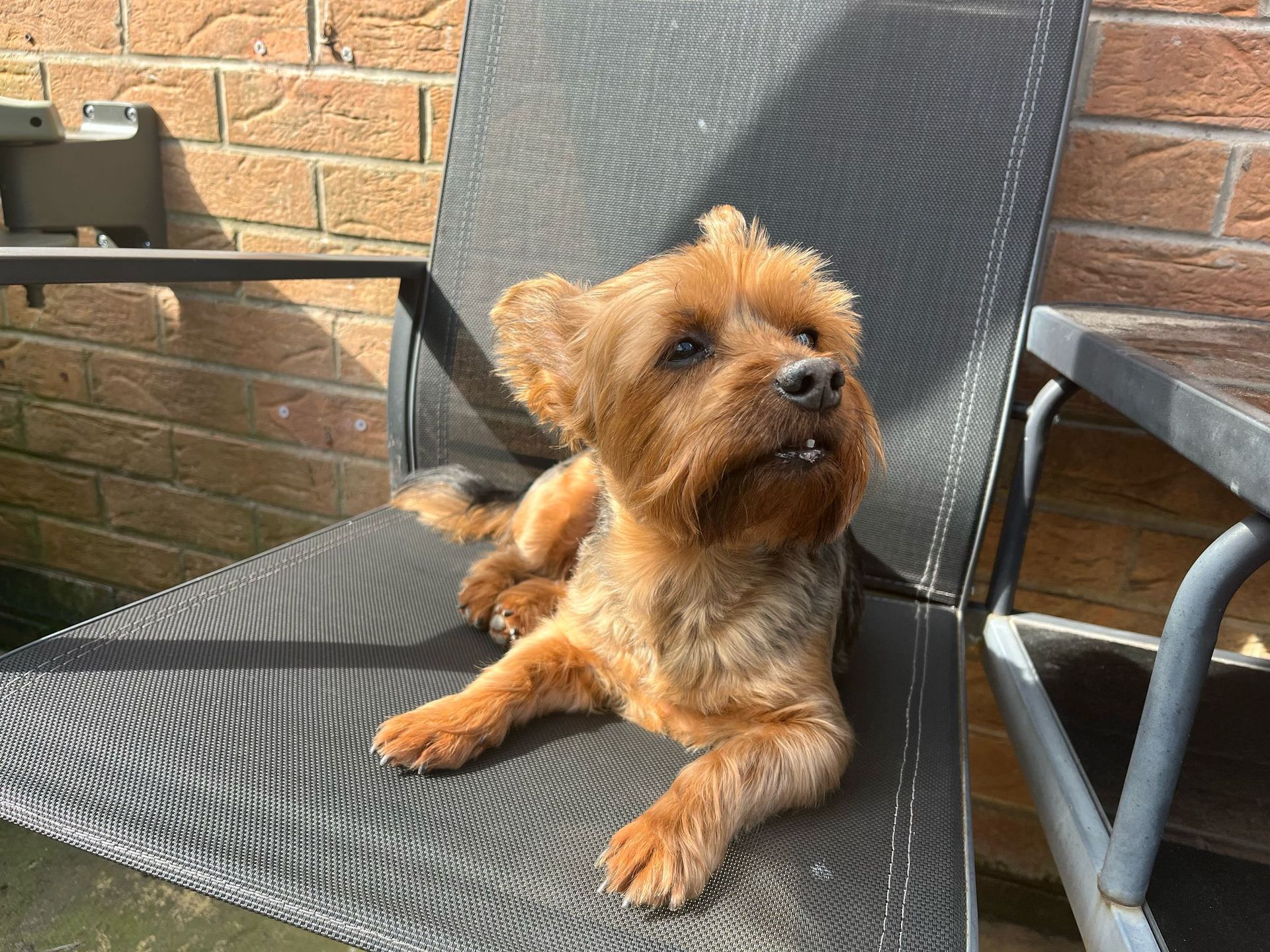 Yorkshire terrier dog resting on a black chair in front of a brick wall, basking in sunlight.