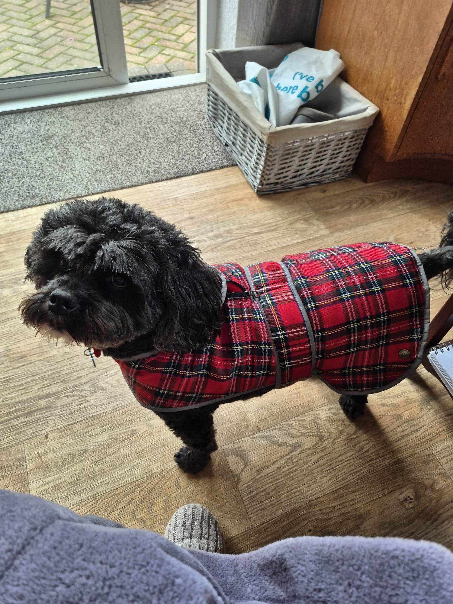 Black dog wearing a red plaid coat standing indoors.