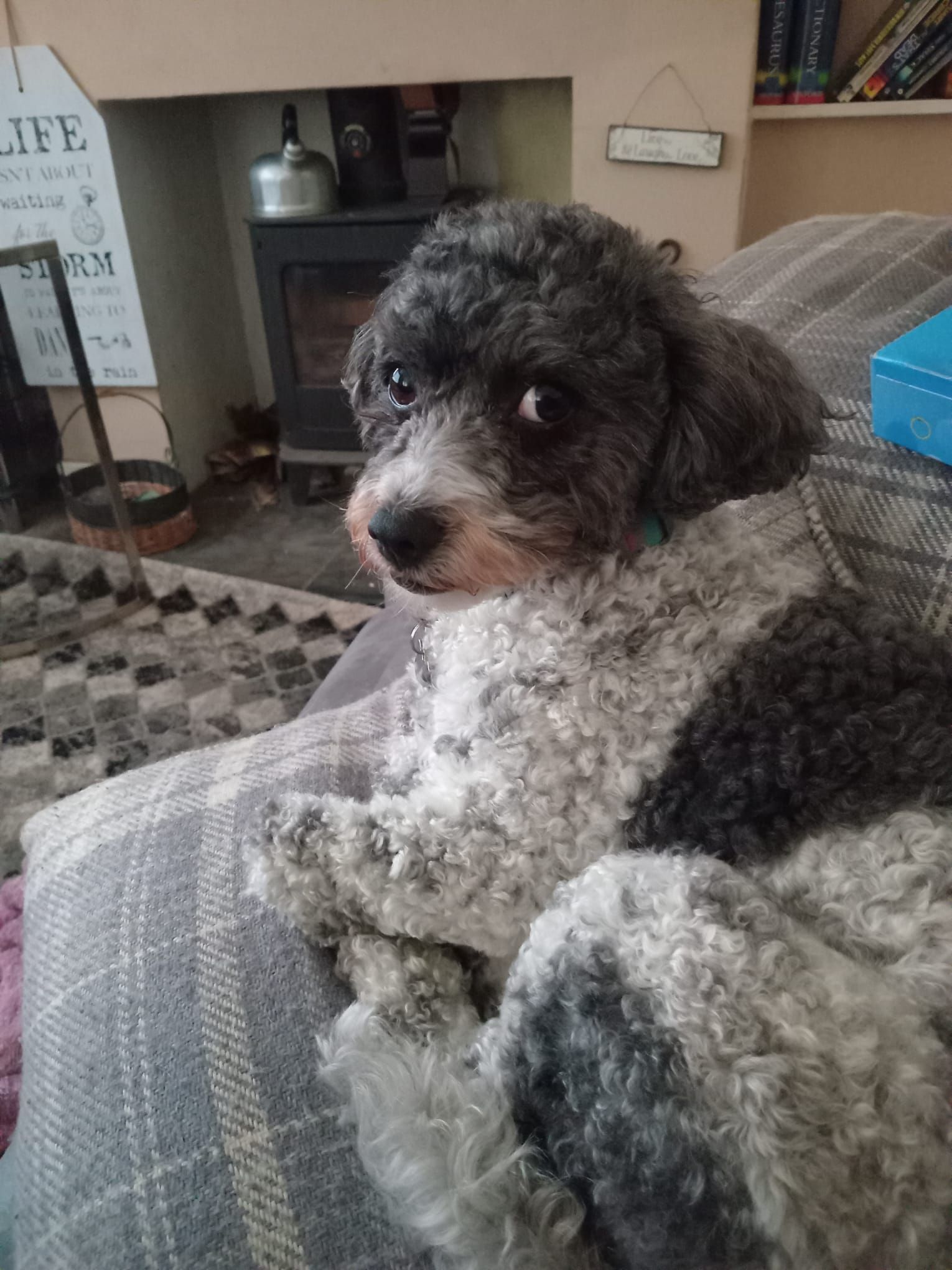 Small black and white dog resting on a patterned blanket, looking at the viewer.