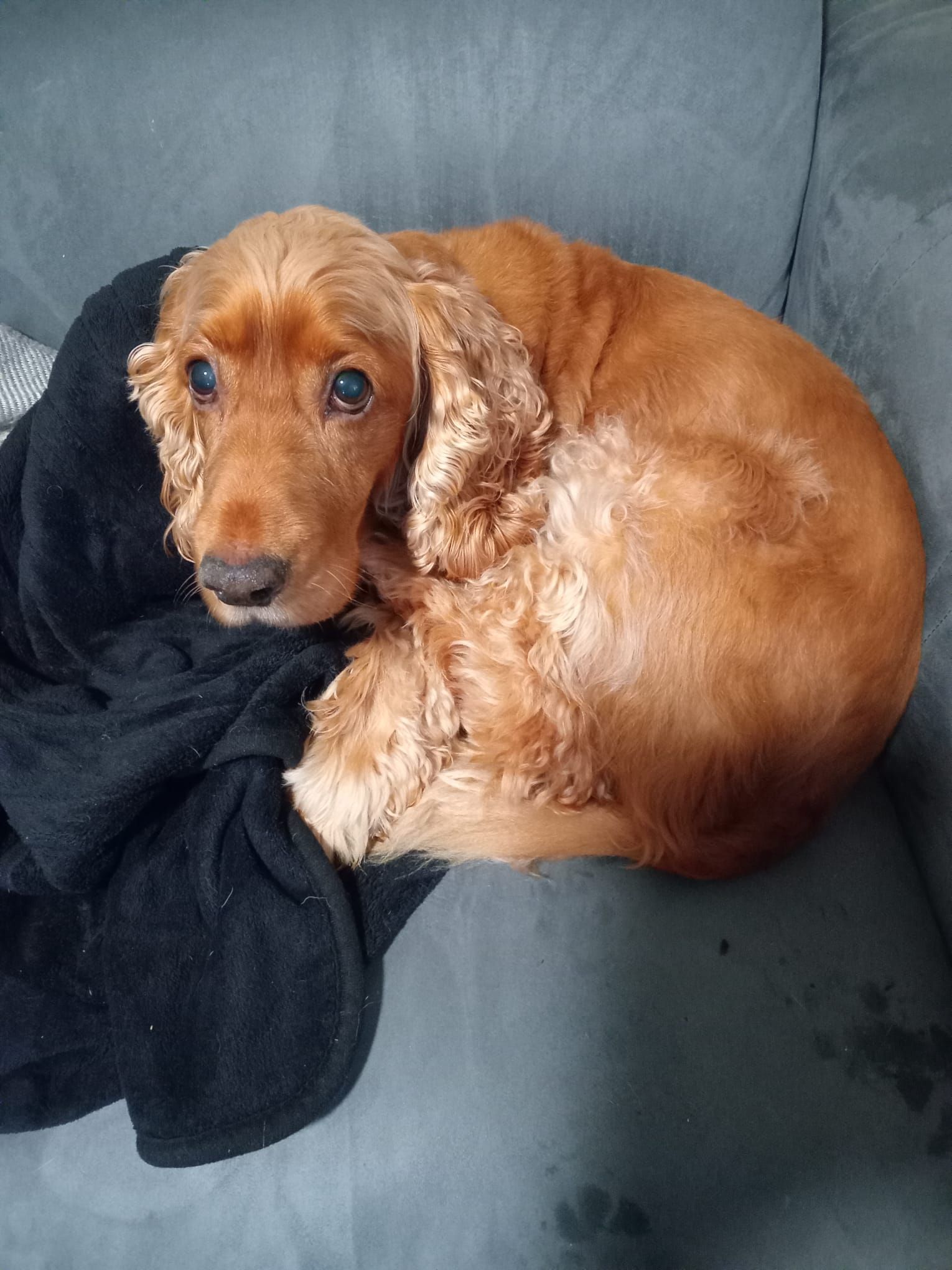Golden Cocker Spaniel curled up on a gray couch, nestled against a black blanket.