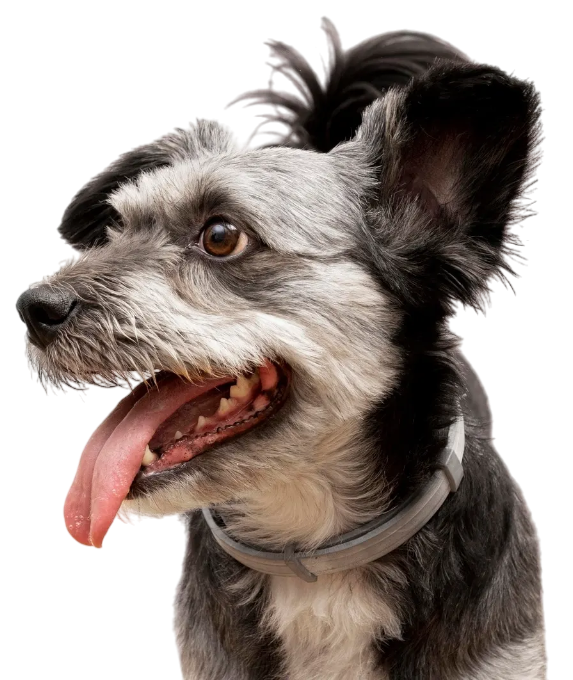 Dog with gray and black fur, panting with tongue out, wearing a collar.