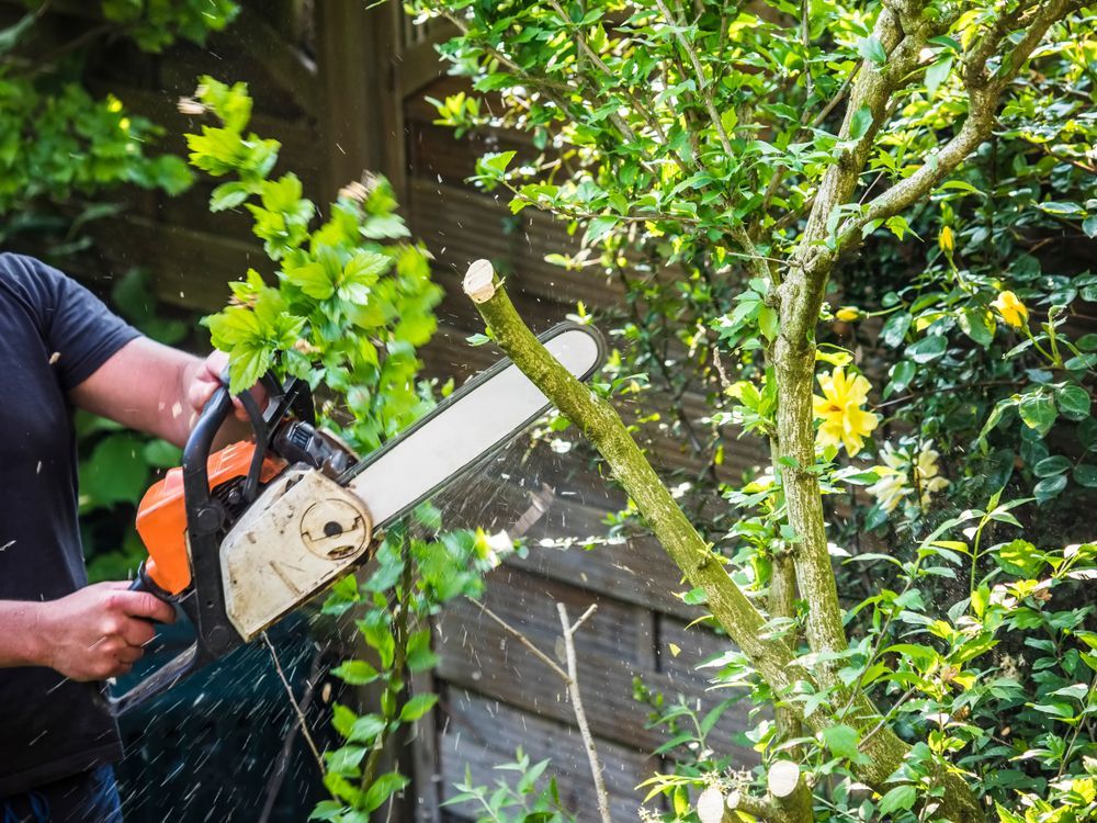 Person Using an Orange and White Chainsaw to Cut a Tree Branch in a Garden — D & C Tree Services Pty Ltd in Singleton, NSW