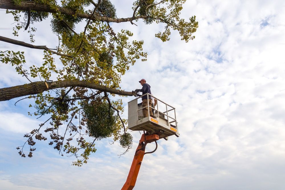 Man in Lift Cuts Tree Branches With a Saw Under a Cloudy Sky — D & C Tree Services Pty Ltd in Murrurundi, NSW