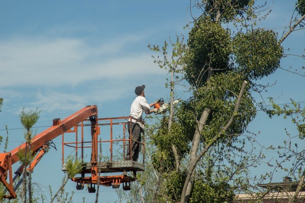 Man on Lift Cuts Tree Branches With a Chainsaw Under a Blue Sky — D & C Tree Services Pty Ltd in Muswellbrook, NSW