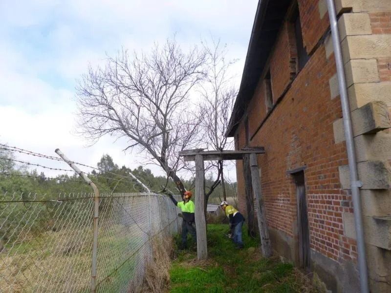 Two Workers Trimming a Tree Near a Brick Building and a Barbed Wire Fence — D & C Tree Services Pty Ltd in Muswellbrook, NSW