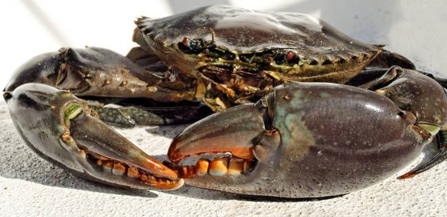 How to Clean a Mud Crab