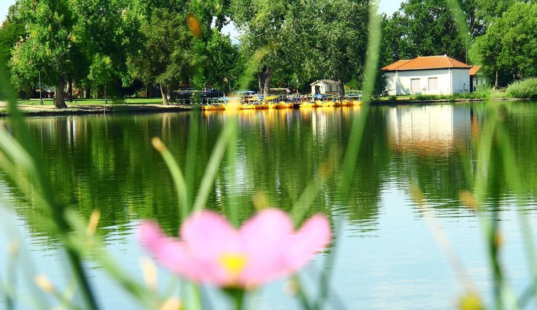 Pink flower in foreground, serene lake with reflections, building and trees in the background.
