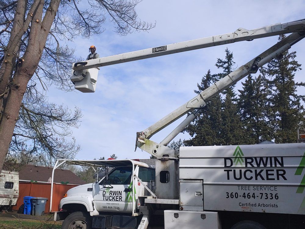 A tree service truck with a worker in a raised bucket trimming a tree. Bright blue sky background.