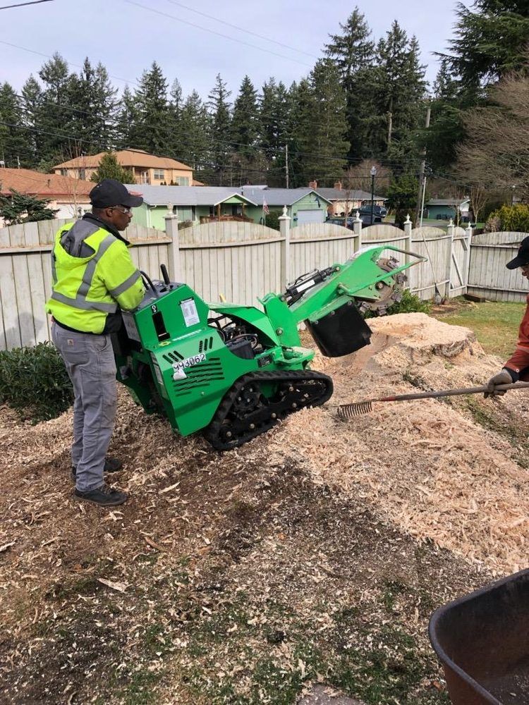 Man operating a green stump grinder in a backyard; a second person assists. Wood chips are piled around.