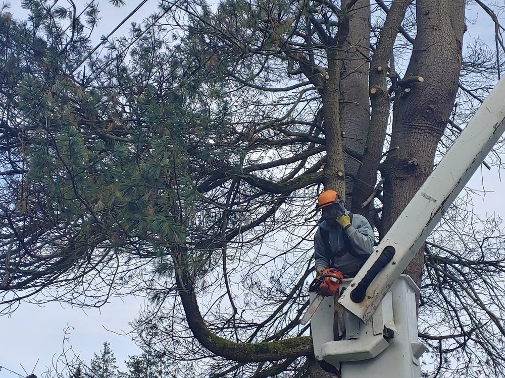 Tree service worker in a lift basket using a chainsaw to trim a tall tree.