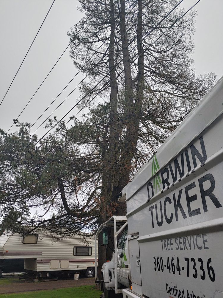 Tree removal service truck parked near a tall tree next to power lines and a trailer on an overcast day.