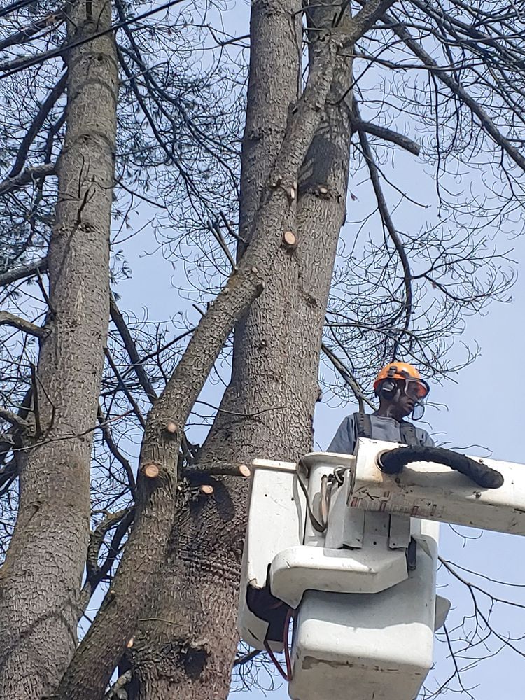 Arborist in bucket truck trimming a tall tree with a clear sky in the background.