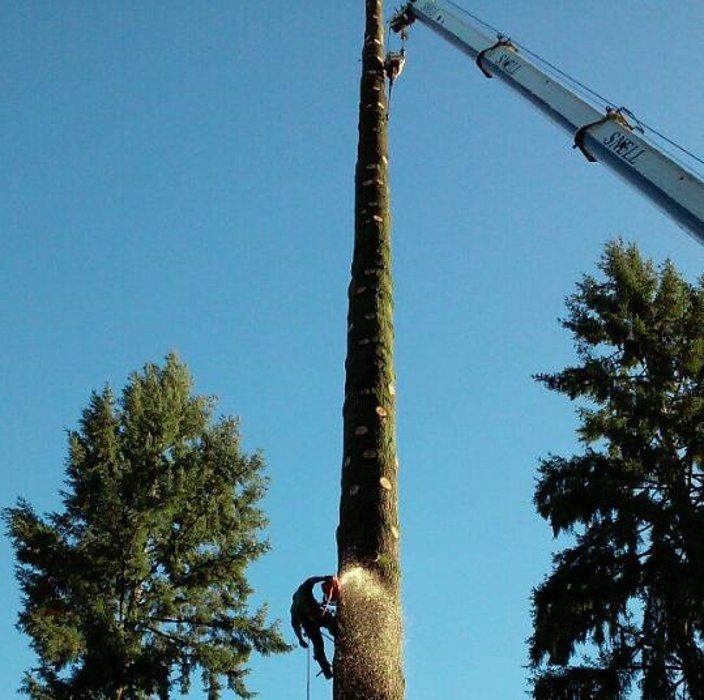 Arborist cutting a tall tree trunk, with a crane assisting, against a blue sky.