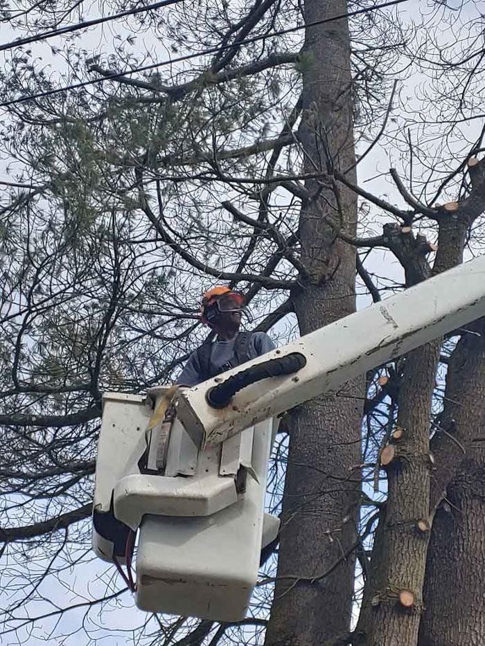 Tree worker in a lift trimming a tall tree near power lines.