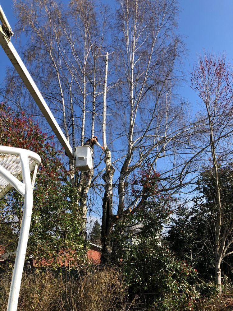 A tree trimming service is using a lift to prune a tall birch tree on a sunny day.