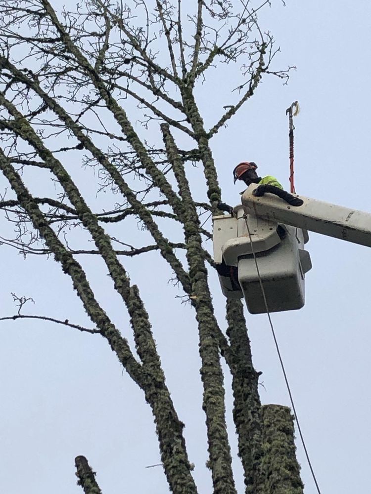 A tree trimmer in a bucket truck cutting branches off a tree against a cloudy sky.