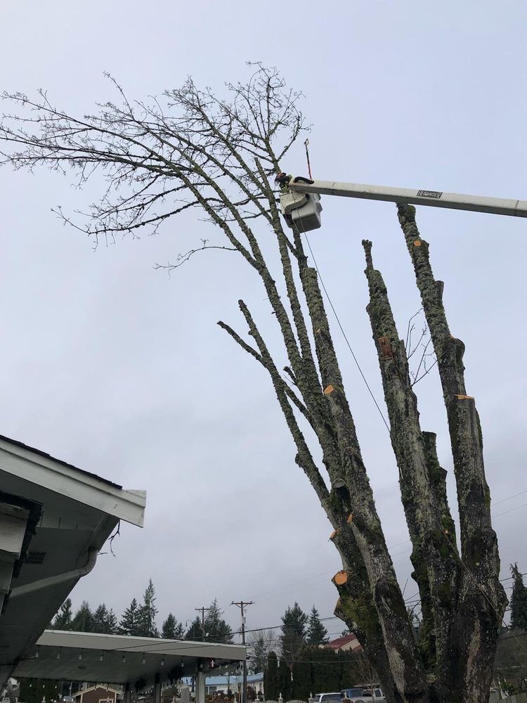 Tree trimming, worker in lift cuts branches from tree next to a building. Cloudy sky.