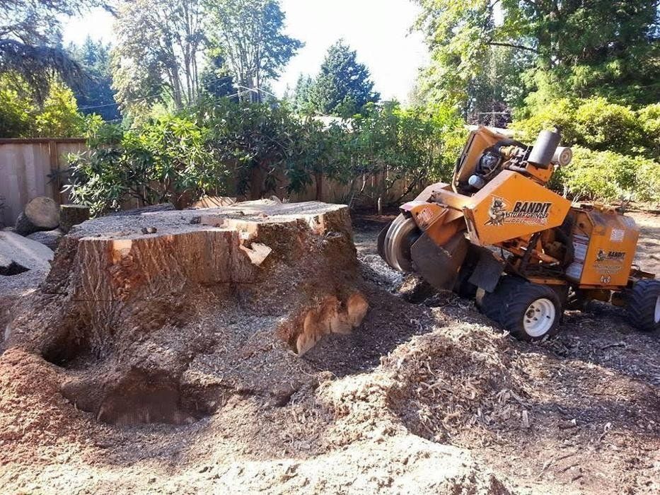 A stump grinder works on a large tree stump in a yard, surrounded by wood chips.