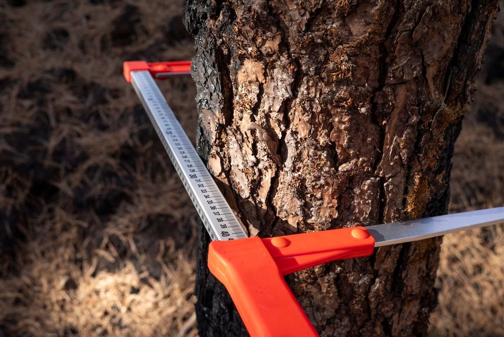 Red forestry caliper measuring the diameter of a tree trunk with a dark, textured bark.